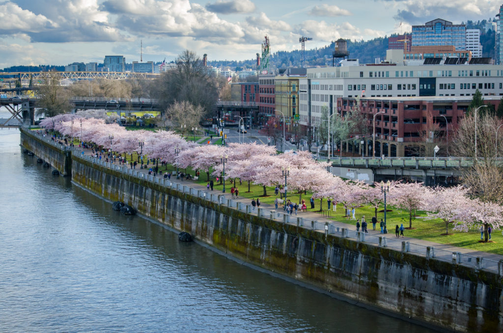 Portland Cherry Blossoms MatchBox Adventures